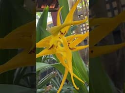 #shorts Brassia mivada or Brasada mivada in bloom!  #orchid #orchids #orchidcare