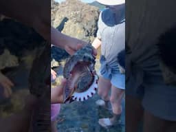 Try to spot the OCTOPUS 🐙 The wonders of nature! 🐚 ☀️Shorts for Kids