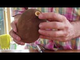 Cupuaçu from the food forest