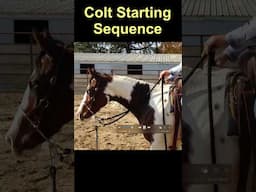 Colt Starting Sequence Short #horsetraining #horsetrainingvideos