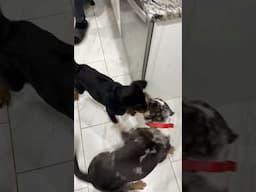Puppy aggression