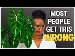 6 Things You MUST Do When Moving Alocasia from Soil to LECA