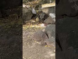 Mongoose Snackin At Shipwreck Bar #Caribbean #Nature #Wildlife