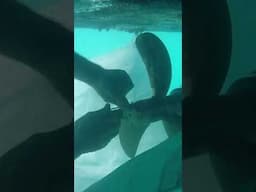 Marine propeller underwater installation #sailing #boating #boatlife