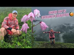 A very rare flower Shirui Lily that blooms only in Shirui Peak| Won’t find anywhere in this world 🌷