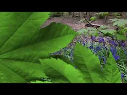 Bluebells captured by DJI Neo FPV its simply stunning