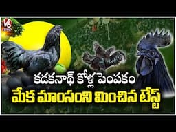 Kadaknath Chicken Farming  : Step by Step Guide  | High Profits  | Better Than Goat Meat  |  V6 Life