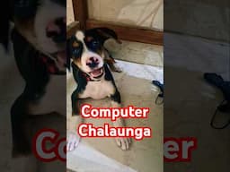pluto computer Chalana Seekh rehaa hai #dog #dogtype #pitbull #dogshorts