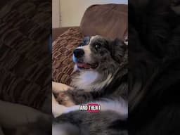 He doesn't know what's going on 😂 #dogs #bordercollie #funny #fyp #pets #animals