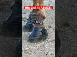 Big lick is ABUSE! #biglickattack #biglick #JusticeForAll #twhbea  #twhabuse #Tennessee #horses