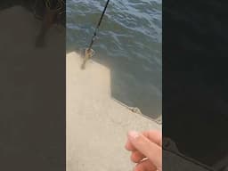 Pier Excitement #pier #fishing #pierfishing