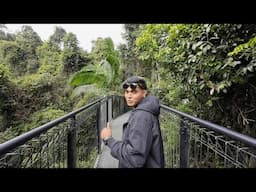 Mount Tamborine (Tamarind) Rainforest Skywalk🚶🏾🇦🇺