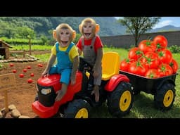 Smart monkey Bim Bim makes an electric fence in the tomato garden to prevent thieves.