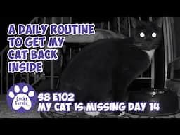 A Daily Routine To Get My Missing Cat Back Inside - Missing Cat Day 14 - Lucky Ferals S8 E102 Vlog
