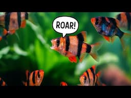 Can You Build an Awesome Fish Tank on a Budget? (FULL BUILD)