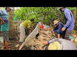 Tìm Được Cặp Rắn Chuyên Ăn Trộm Gà | TGSB #1146