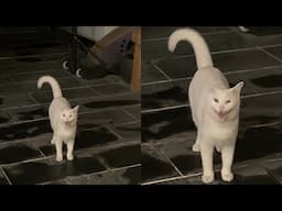 Certified Clown Since Birth 😂 Funny Cats Videos 2025 🐱