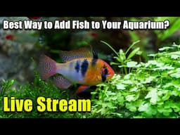 [LIVE]  The Best Way to Add Fish to Your Aquarium + Fish Q&A!