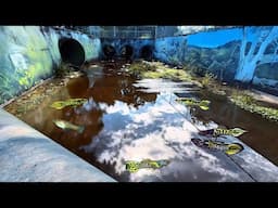 Catching Wild Tiger Guppies with a Net – Urban Guppy Hunt in Australia