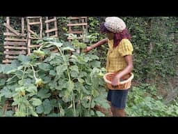 Harvesting  Fresh Vegetables from Our Garden. @loyceakwii1492