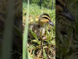 Moving our ducklings to their temporary run on the pasture! 🦆 #duckfarming #sustainableagriculture