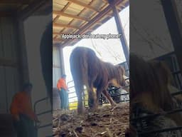 Cleaning out the horse stalls with our Kawasaki!     #horses #manure #gardening #kawasaki