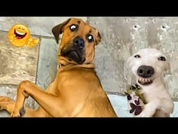 If Dogs Had a “Try Not to Laugh” Contest 😂 Pt 6
