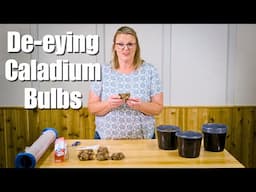 De-eying Caladium Bulbs