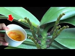 1 Cup Per Week! Each Orchid Branch Explodes With Hundreds Of Beautiful Flowers!