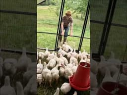 Moving Chickens on Grass Builds healthy Soil