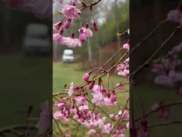sometimes the blessings are found in between the simplest moments #spring #homesteadlife #slowliving