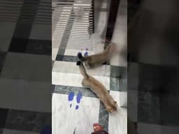 #pets #animals #cat #funny #cute #funnycats #catplaying #catwithyarn #cutecat
