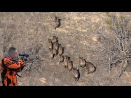 İnanılmaz domuz sürüleri!Aksiyon dolu anlar / Wild boar hunting #okaysahin #hugluovis #Sightmark
