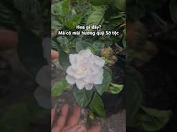 Hoa gì đây? giống Hoa hồng mà không phải Hoa hồng. #bachthienhuong