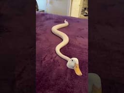 It’s a Snuck