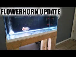 FLOWERHORN AQUARIUM UPDATE 2020