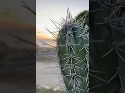 Curaçao’s cacti & sunsets🌵🌅 #travel #beach #curacao #abcislands #caribbean #beachlife #cactus