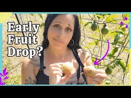 6 Reasons Why Your Passion Fruit Is Dropping Early — And How to Fix It