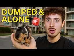 Guinea Pig Dumped Outside... I Had to Help
