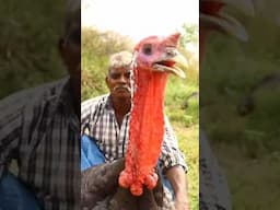 TURKEY MANDI  Arabic Style Full Turkey Mandi Cooking #shortvideo