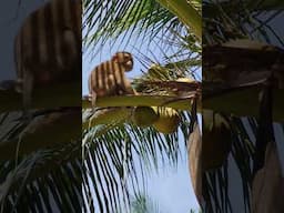 Monkey VS Coconuts! #monkey #babymonkey #funnymonkey #macaque #funnyanimals