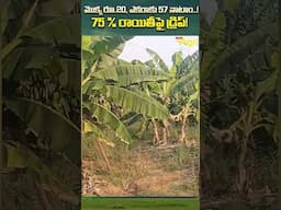 ఒక్కో మొక్క 20.రూ ఎకరాకు 57 మొక్కలు దిగుబడి ఎంతంటే #palmoil #ToneAgri #OilPalmFarming #agrifarming