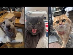 Cute and funny CATS.🐱 And Some Just Interesting Moments.😻Videos🔶 Сompilation # 53🔶