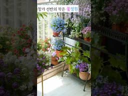 창가에 작은 꽃정원, 한 번 만들어보세요:) #하쿠의정원