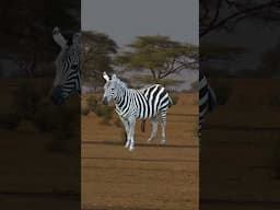 why do zebras have stripes?