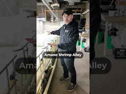 How Long do Amano Shrimp LIVE | Amano shrimp