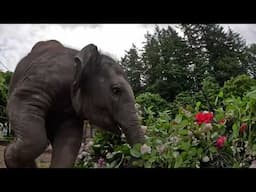 Baby Elephant Tula-Tu Plays With Fresh Roses, Is Named Grand Marshal Of 2025 Grand Floral Parade