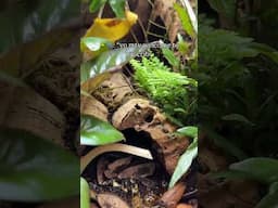 Take a mini tour of our critter cave ​at Alveus!🐞🐛🐜🪲🕷️ #shorts #bugs #nature #conservation #mayahiga