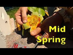 Beekeeping From April 14 to May 16