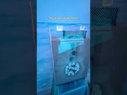 Turtle Conservation Information Centre